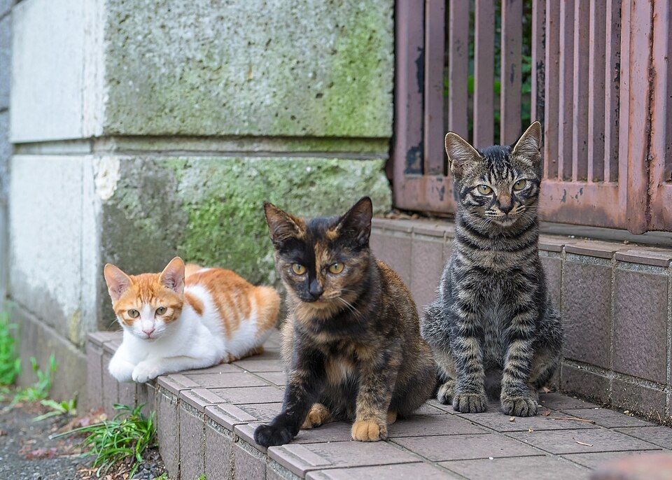 屋外で暮らす猫の例(日本国内)