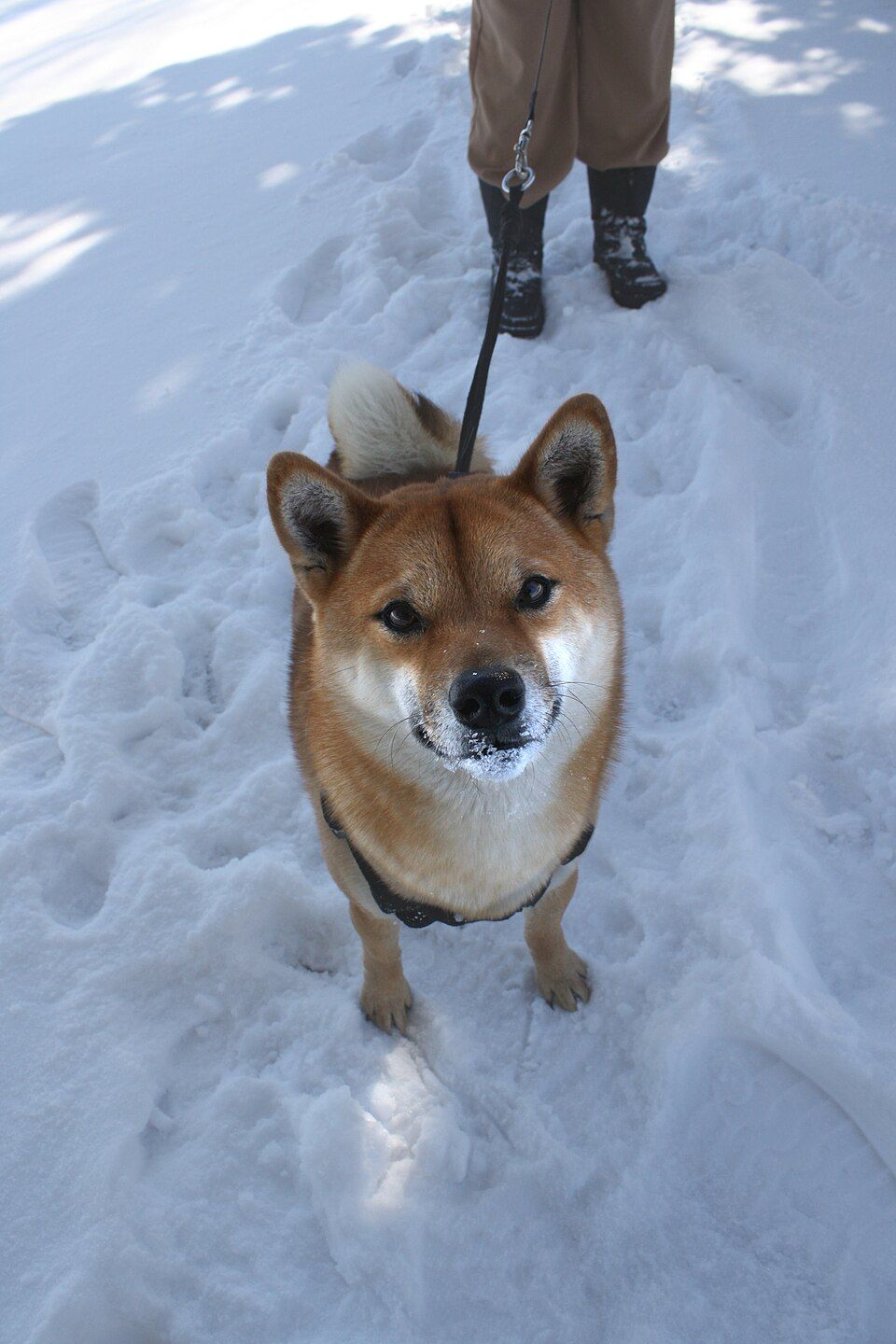 散歩中の柴犬の例